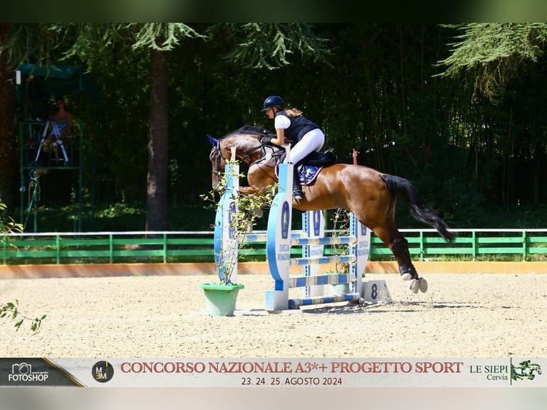 Belgian Warmblood Gelding 17 years 17 hh Brown in Rimini