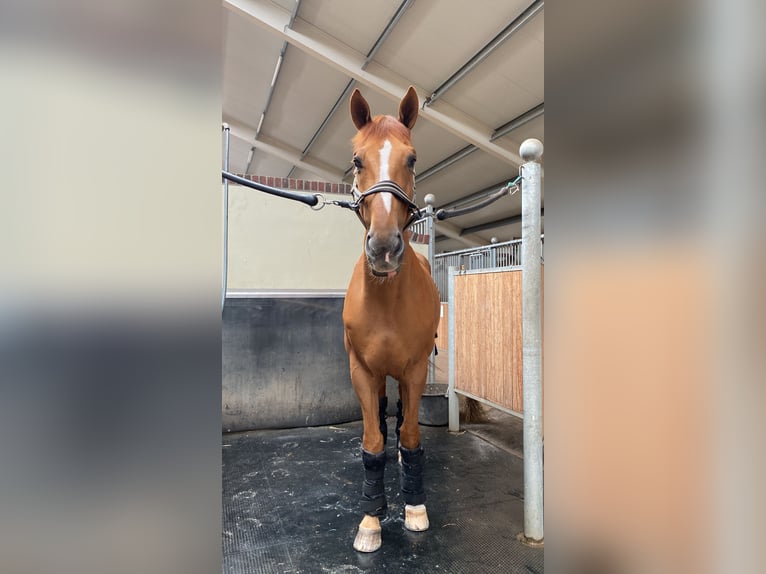 Belgian Warmblood Gelding 17 years 17 hh Chestnut in Koski Tl