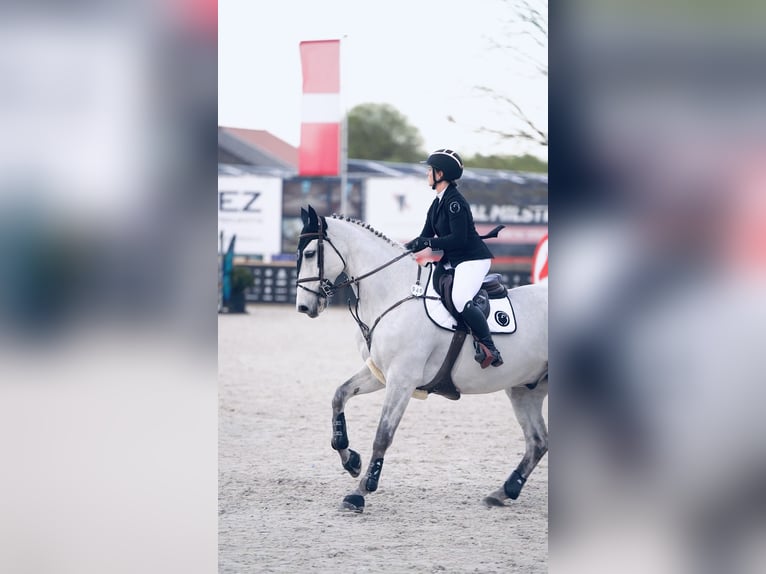 Belgian Warmblood Gelding 18 years 16.3 hh Grey in Herenthout