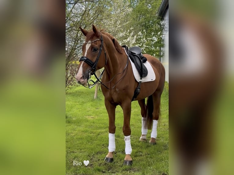 Belgian Warmblood Gelding 18 years 17.3 hh Chestnut-Red in Bündee