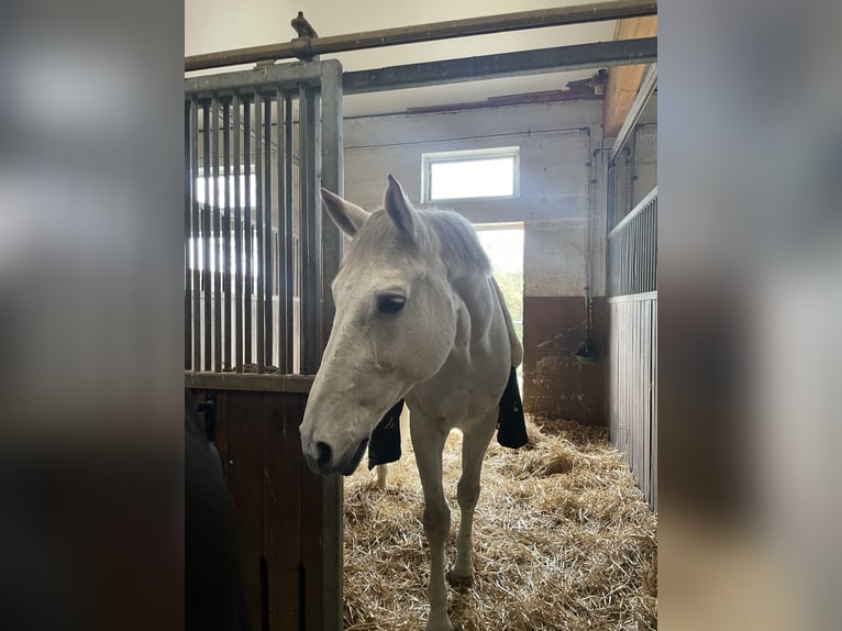 Belgian Warmblood Gelding 18 years 17,2 hh Gray in Jakobsweiler