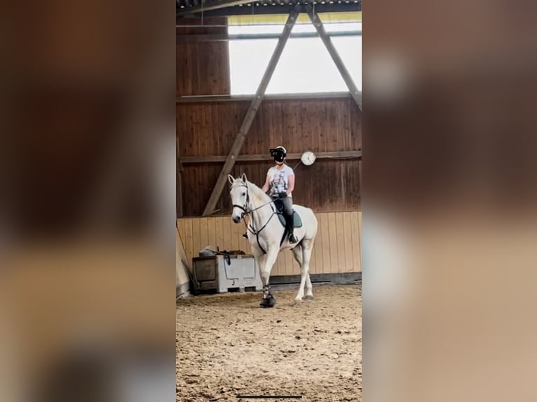 Belgian Warmblood Gelding 18 years 17,2 hh Gray in Jakobsweiler