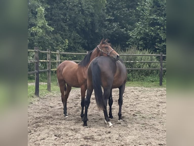 Belgian Warmblood Gelding 1 year 16,2 hh Brown in Kalfort