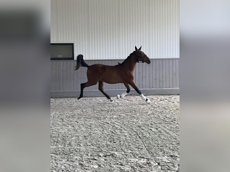 Belgian Warmblood Gelding 1 year 16,2 hh Brown in Kalfort