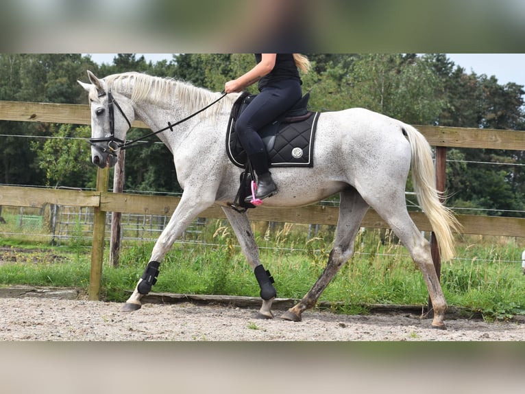 Belgian Warmblood Gelding 21 years 16,1 hh Gray in Achtmaal