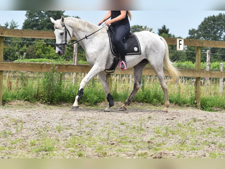 Belgian Warmblood Gelding 21 years 16,1 hh Gray in Achtmaal