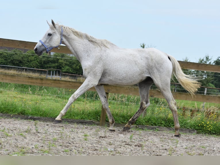 Belgian Warmblood Gelding 21 years 16,1 hh Gray in Achtmaal