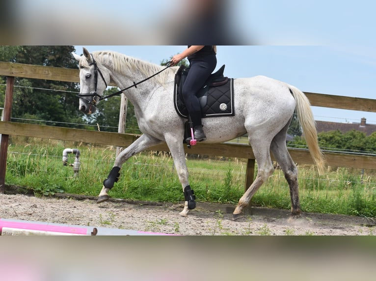 Belgian Warmblood Gelding 21 years 16,1 hh Gray in Achtmaal