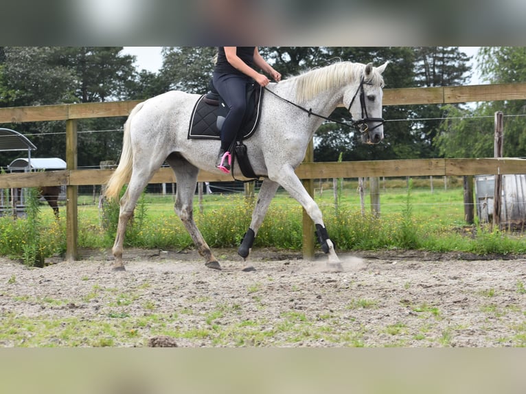 Belgian Warmblood Gelding 21 years 16,1 hh Gray in Achtmaal