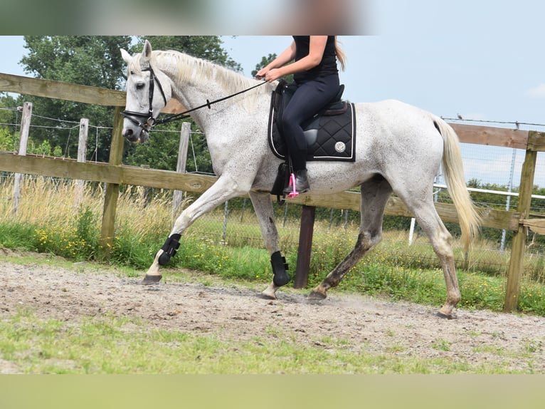 Belgian Warmblood Gelding 21 years 16,1 hh Gray in Achtmaal