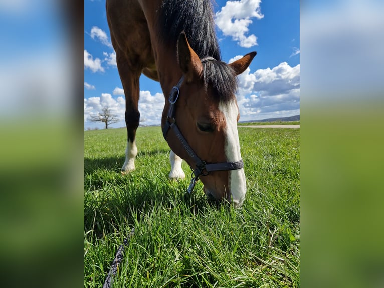 Belgian Warmblood Gelding 21 years 16,3 hh Brown in Leonberg