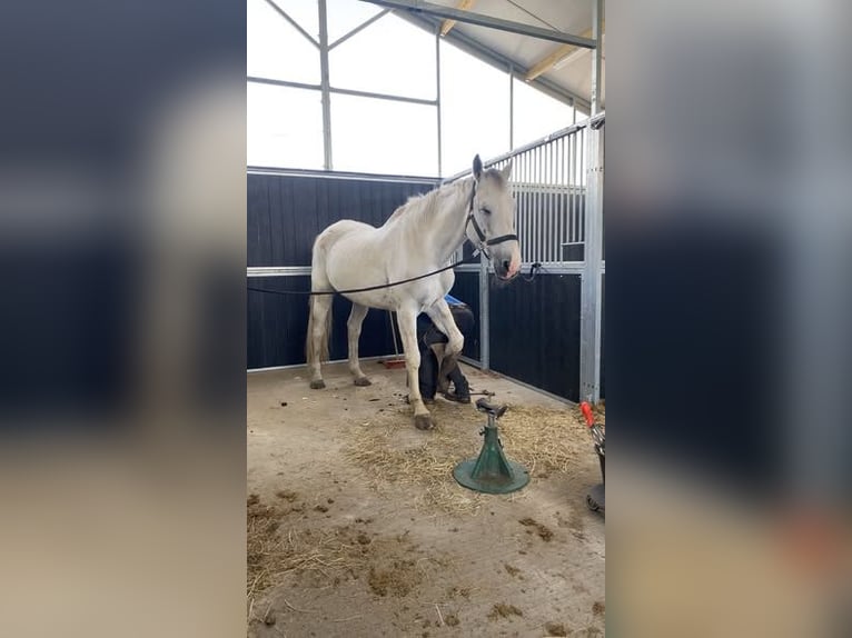 Belgian Warmblood Gelding 21 years 17,3 hh Grey-Red-Tan in Nederokkerzeel