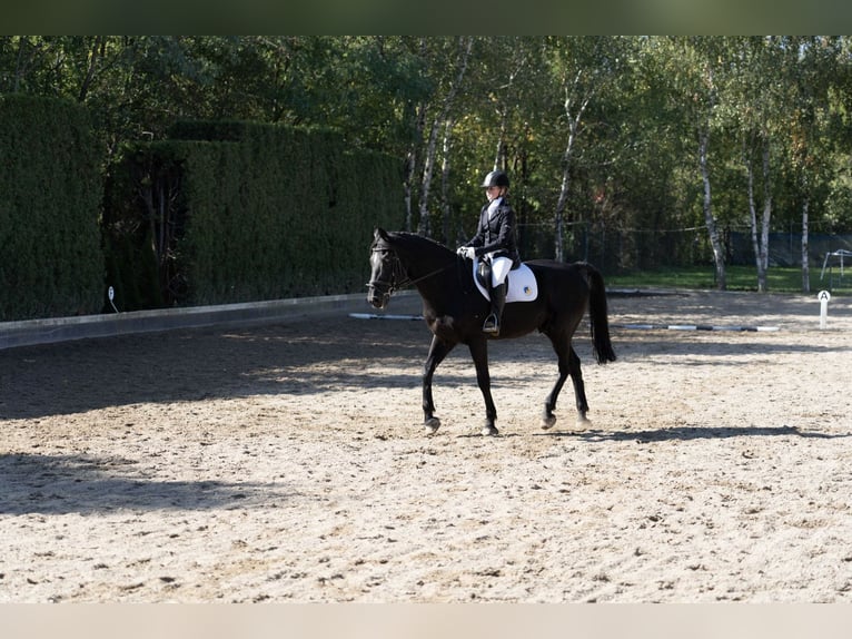 Belgian Warmblood Gelding 22 years 16 hh Black in Neunkirchen