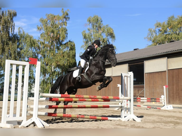 Belgian Warmblood Gelding 22 years 16 hh Black in Neunkirchen