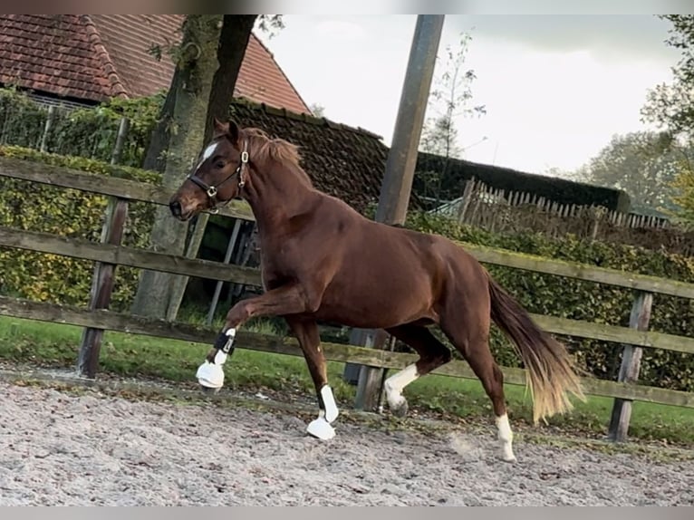 Belgian Warmblood Gelding 2 years 15,3 hh Chestnut in Moergestel