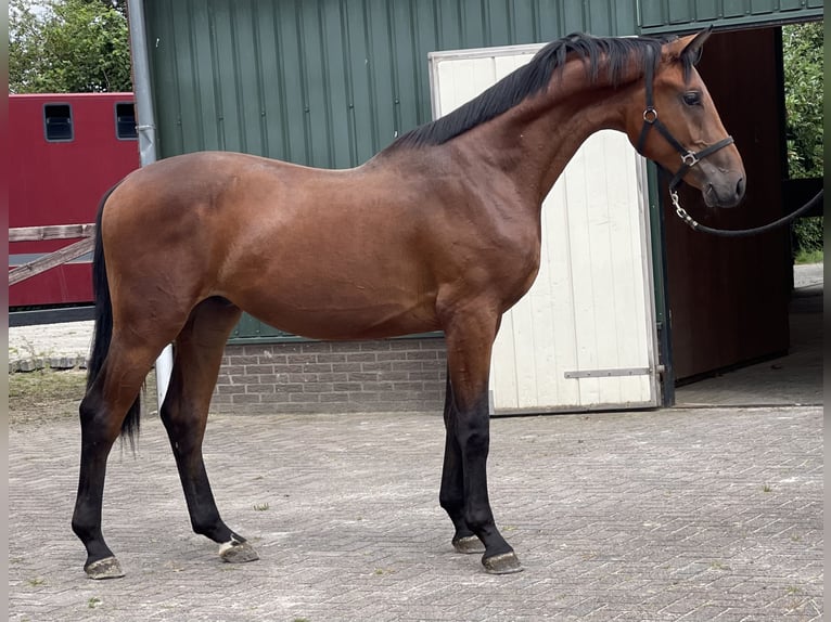 Belgian Warmblood Gelding 2 years 16,1 hh Brown in Zieuwent