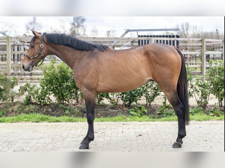 Belgian Warmblood Gelding 3 years 15,3 hh Brown in Wodzisław Śląski