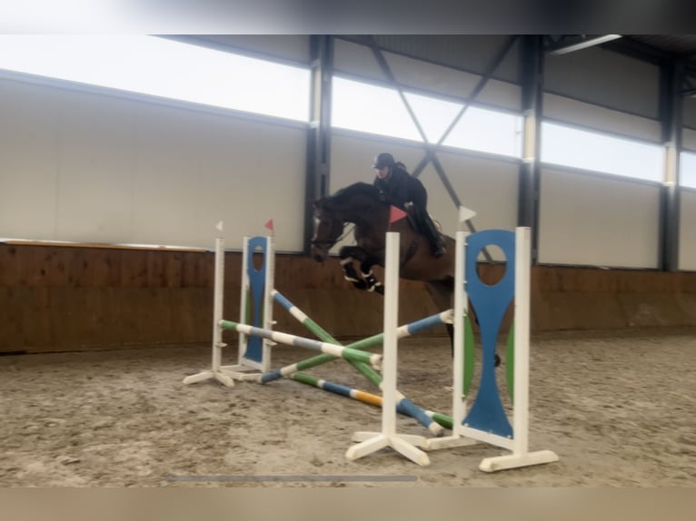 Belgian Warmblood Gelding 3 years 15,3 hh Brown in Wodzisław Śląski