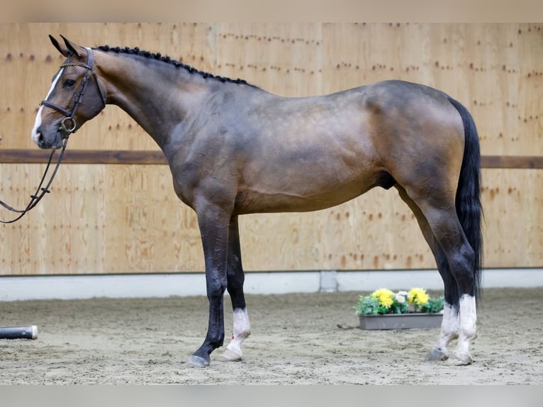 Belgian Warmblood Gelding 3 years 16,1 hh Bay in Kinrooi