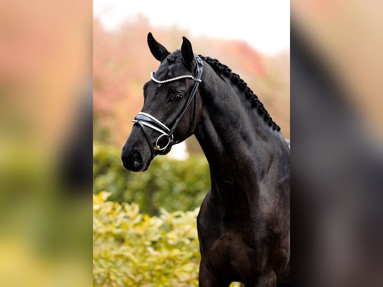 Belgian Warmblood Gelding 3 years 16,1 hh Black in Schüttorf