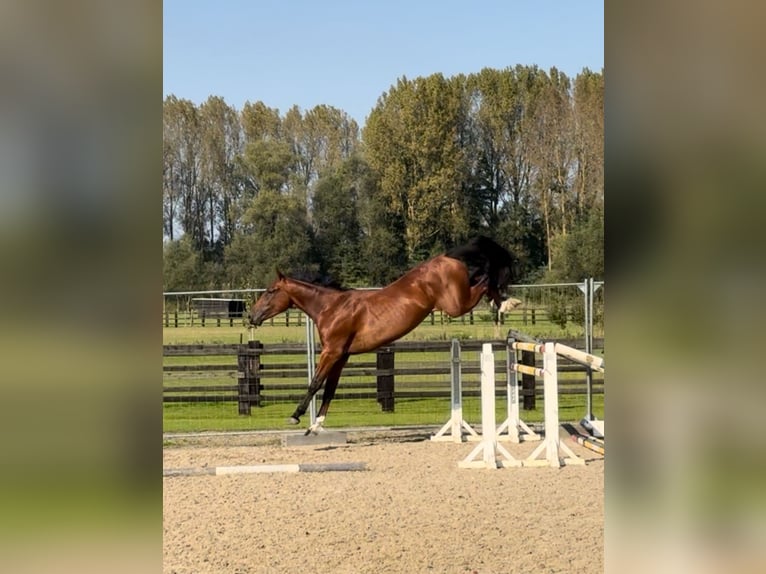 Belgian Warmblood Gelding 3 years 16,1 hh Brown in Sint-Katherina-Lombeek