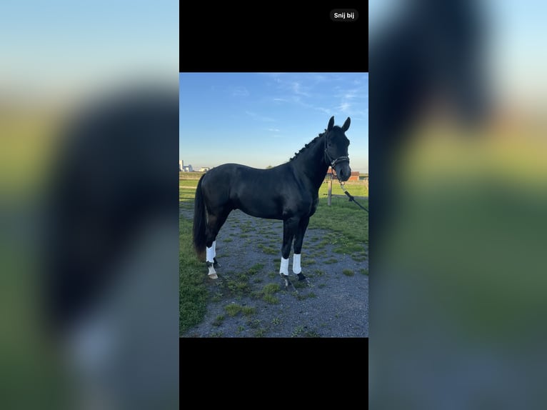 Belgian Warmblood Gelding 3 years 16,1 hh Gray-Blue-Tan in Schuiferskapelle