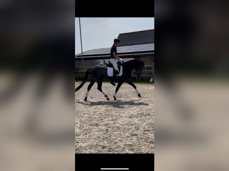 Belgian Warmblood Gelding 3 years 16,1 hh Gray-Blue-Tan in Schuiferskapelle