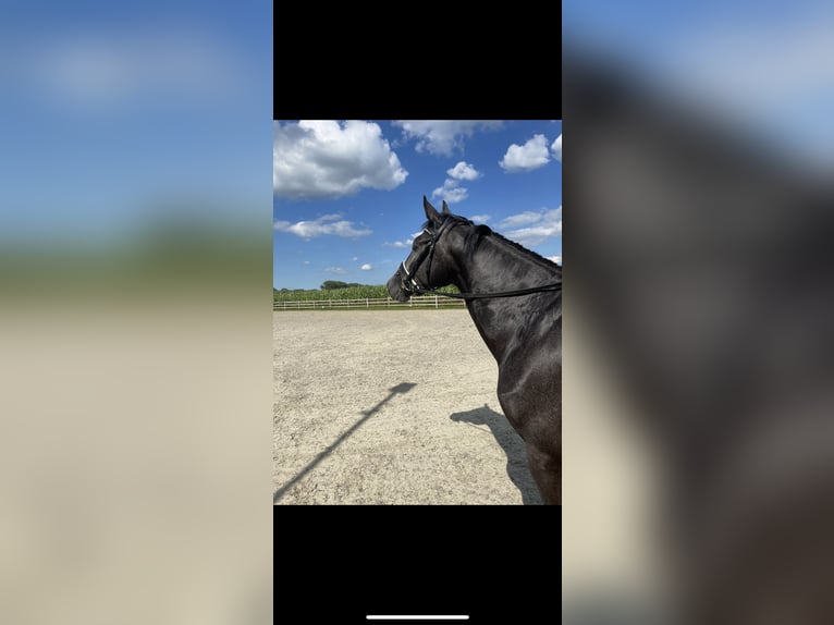 Belgian Warmblood Gelding 3 years 16,1 hh Gray-Blue-Tan in Schuiferskapelle