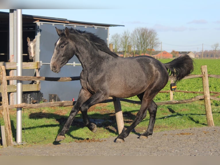 Belgian Warmblood Gelding 3 years 16,1 hh Gray in Alveringem