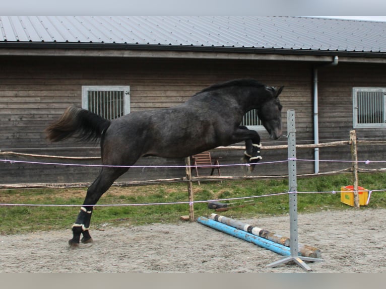 Belgian Warmblood Gelding 3 years 16,1 hh Gray in Alveringem