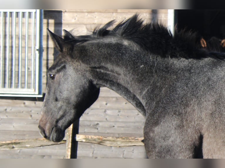 Belgian Warmblood Gelding 3 years 16,1 hh Gray in Alveringem