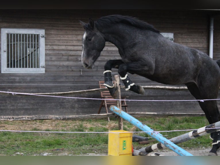 Belgian Warmblood Gelding 3 years 16,1 hh Gray in Alveringem