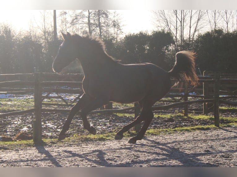 Belgian Warmblood Gelding 3 years 16,1 hh Gray in Alveringem