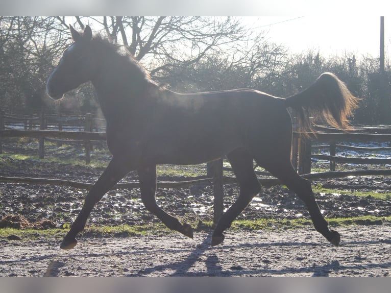 Belgian Warmblood Gelding 3 years 16,1 hh Gray in Alveringem