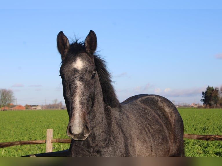 Belgian Warmblood Gelding 3 years 16,1 hh Gray in Alveringem