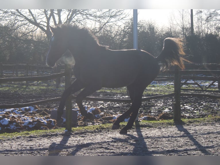 Belgian Warmblood Gelding 3 years 16,1 hh Gray in Alveringem