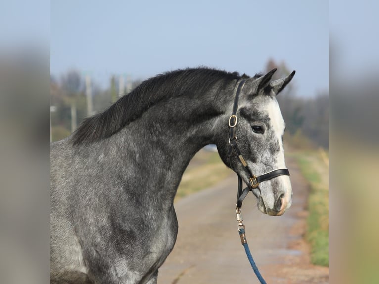 Belgian Warmblood Gelding 3 years 16,1 hh Gray in Hannover