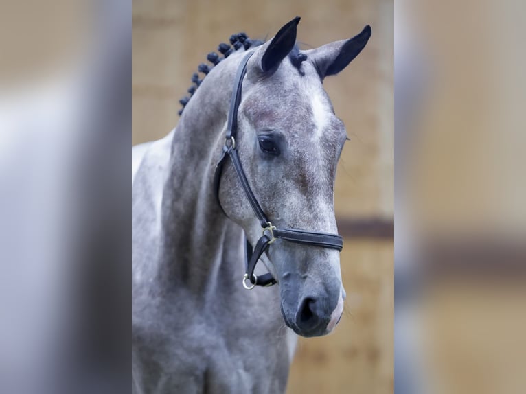 Belgian Warmblood Gelding 3 years 16,1 hh Gray in Kinrooi