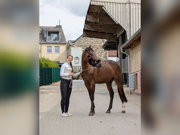 Belgian Warmblood Gelding 3 years 16.2 hh Bay-Dark in Stolberg (Rheinland)