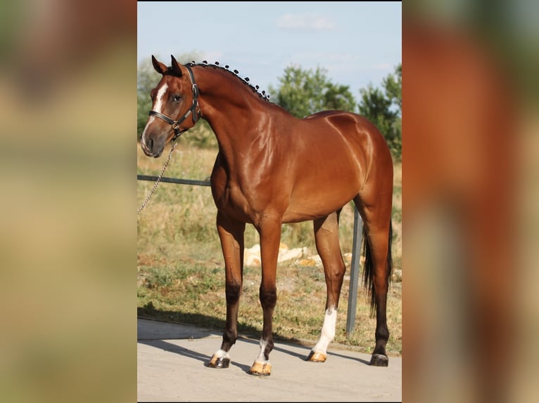 Belgian Warmblood Gelding 3 years 16,2 hh Brown in Borsdorf