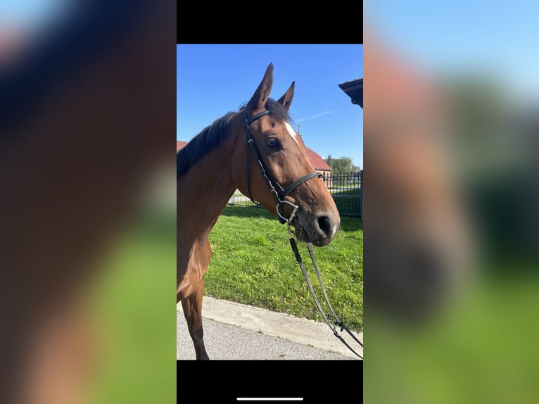 Belgian Warmblood Gelding 3 years 16,2 hh Brown in Denderhoutem