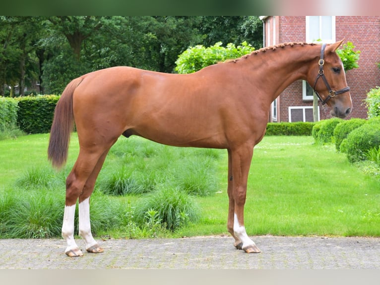 Belgian Warmblood Gelding 3 years 16,2 hh Chestnut-Red in Bladel