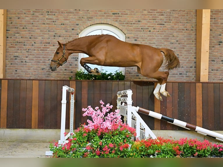 Belgian Warmblood Gelding 3 years 16,2 hh Chestnut-Red in Bladel