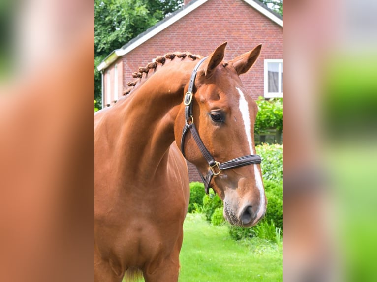 Belgian Warmblood Gelding 3 years 16,2 hh Chestnut-Red in Bladel