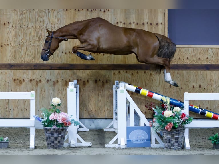 Belgian Warmblood Gelding 3 years 16,2 hh Chestnut-Red in Kinrooi