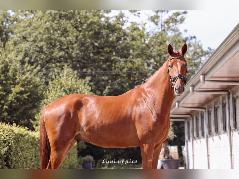 Belgian Warmblood Gelding 3 years 16,3 hh Chestnut-Red in Laakdal