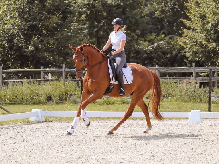 Belgian Warmblood Gelding 3 years 16,3 hh Chestnut-Red in Laakdal