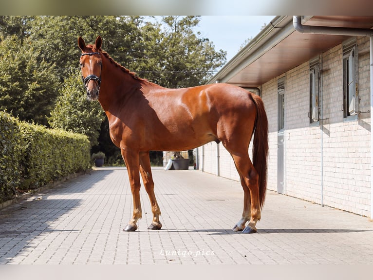 Belgian Warmblood Gelding 3 years 16,3 hh Chestnut-Red in Laakdal