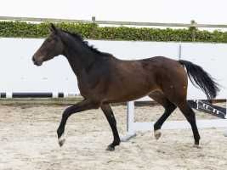 Belgian Warmblood Gelding 3 years 16 hh Bay-Dark in Waddinxveen