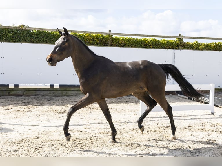 Belgian Warmblood Gelding 3 years 16 hh Bay-Dark in Waddinxveen